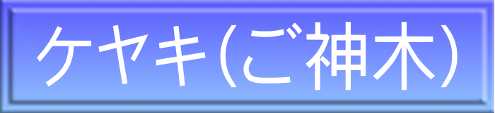 ケヤキ（ご神木）