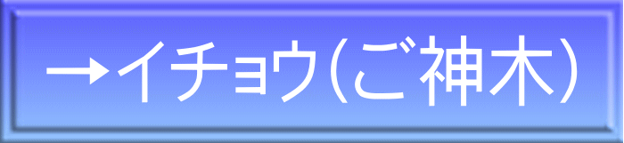 →イチョウ（ご神木）