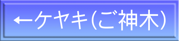 ←ケヤキ（ご神木）